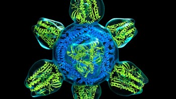 Bagian yang berwarna adalah struktur prototype untuk vaksin flu universal. Foto: NIAID via Weather.com
