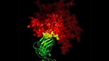 Antibodi B12. Gambar kristalografi 3D X-ray menunjukkan antibodi B12 (berupa pita hijau) yang menetralkan secara luas dalam kontak dengan target kritis (kuning) untuk pengembang vaksin HIV-1 gp120 (merah). Foto: NIAID via Weather.com