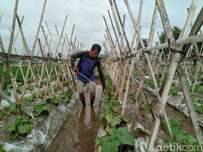 Petani melon di Desa Maguwan, Kecamatan Sambit terancam gagal panen. Tanamannya diterjang banjir pada Selasa (18/2) sore.