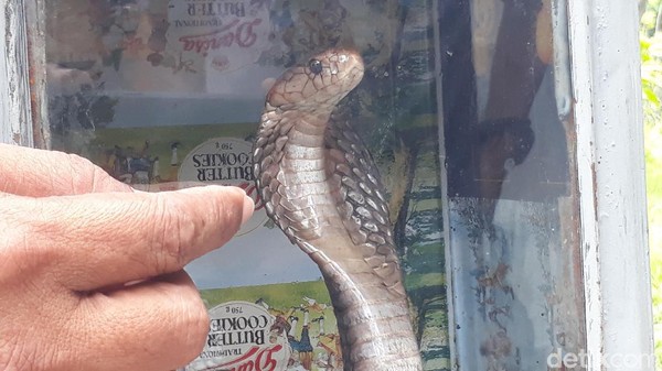 Yang satu ini adalah ular kobra, jenis yang paling berbahaya dan mematikan. Tak cuma menggigit, ular ini bisa menyemburkan bisa pada manusia. (Imam Suripto/detikcom)