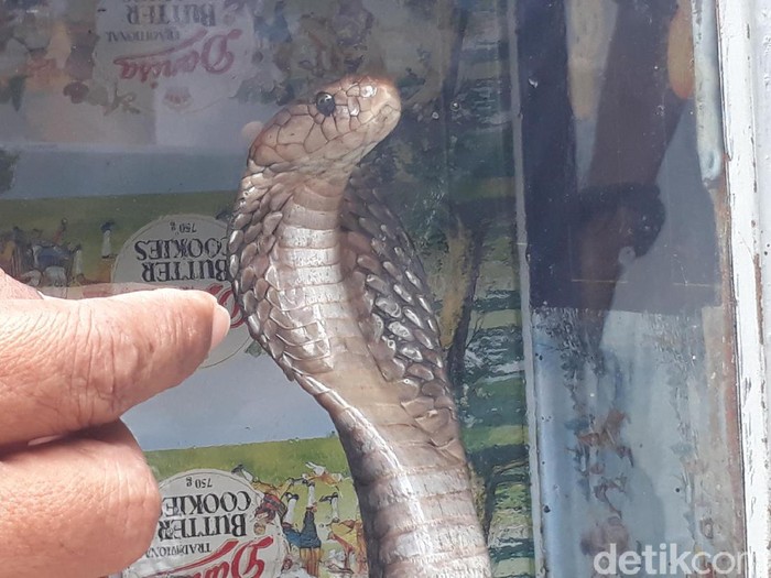 Penampakaan ular kobra yang diamankan dari plafon rumah warga Brebes