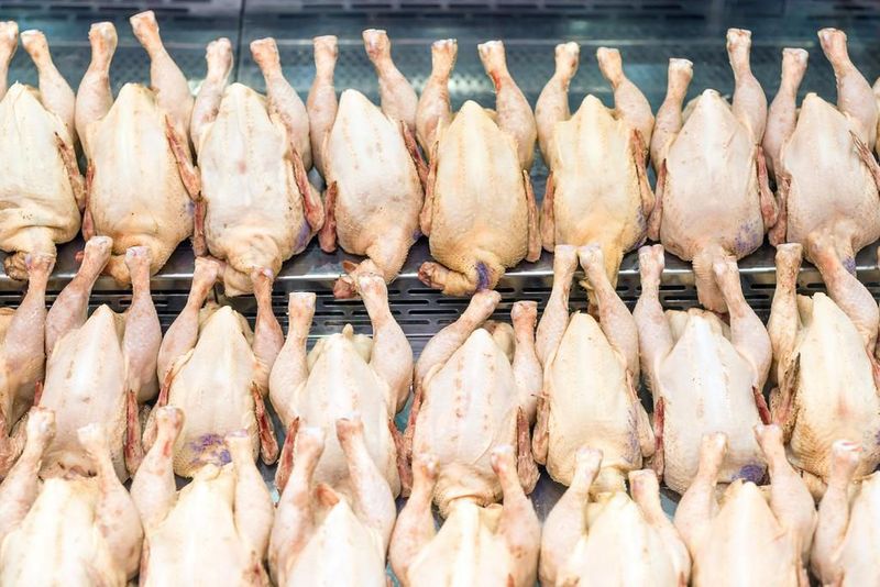 Pencurian Ayam
