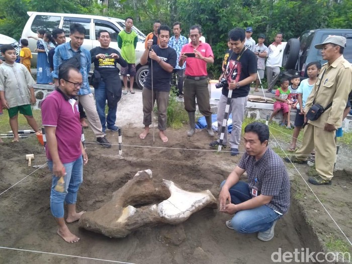 Balai Pelestarian Cagar Budaya (BPCB) Jatim mengekskavasi fosil hewan purba di Kabupaten Madiun. Ekskavasi dilakukan bersama Balai Pelestarian Situs Manusia Purba (BPSMP) Jawa Tengah.