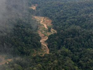 Hutan Lindung Dapat Jadi Food Estate, Komisi IV: Harusnya Tidak Boleh