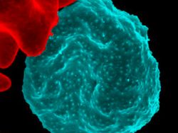 Foto Mikroskopis Bermacam Virus dan Bakteri