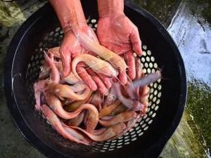 Cantik Banget! Lele Barbie, Ikan Lele dengan Kulit Berwarna Pink