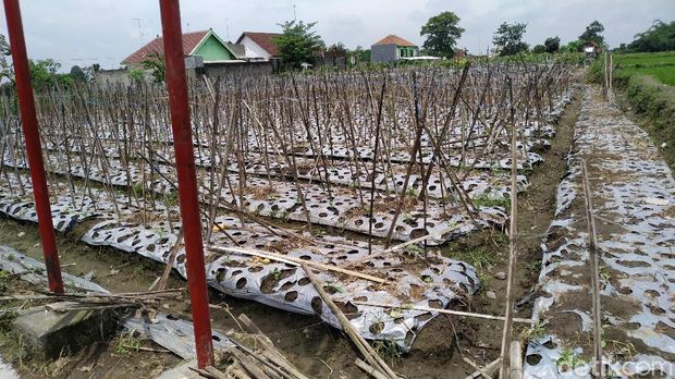 Lahan petani juga turut rusak