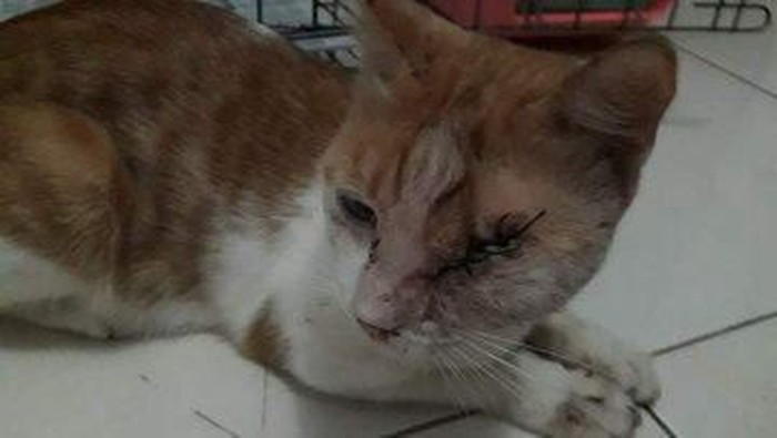 Kucing Ucu Alami Kebutaan Akibat Ditembak Pria Cirebon