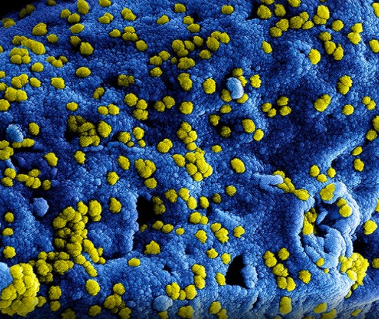 virus dan bakteri