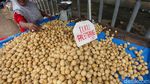 Laris Manis Buah Lokal Ditengah Tingginya Harga Buah Impor