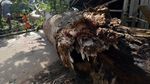 Duh, Truk Ini Jadi Korban Pohon Tumbang di Lampung