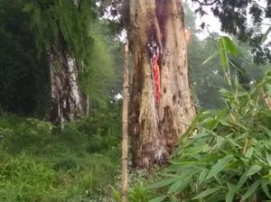 Heboh Pohon Terbakar Misterius di Makam Pemalang, Apa Sebabnya?