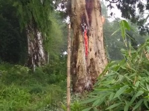 Heboh Pohon Terbakar Misterius di Makam Pemalang, Apa Sebabnya?