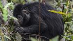 Kasihan, Habitat Lutung Jawa di Bekasi Makin Sempit
