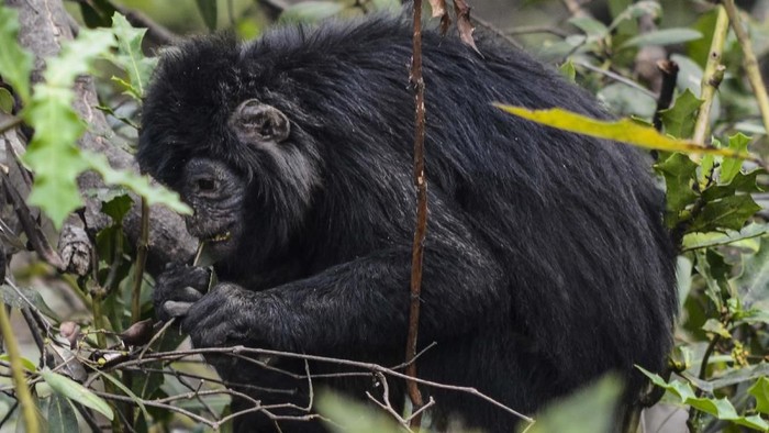 Seekor lutung jawa menggendong anaknya yang bulunya masih berwarna kuning keemasan di lokasi konservasi di kawasan Mangrove Muaragembong, Kabupaten Bekasi, Jawa Barat.