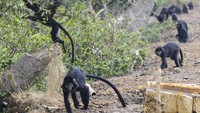Lutung Jawa  biasanya hidup secara berkelompok tujuh hingga 20 ekor.
