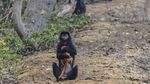 Kasihan, Habitat Lutung Jawa di Bekasi Makin Sempit