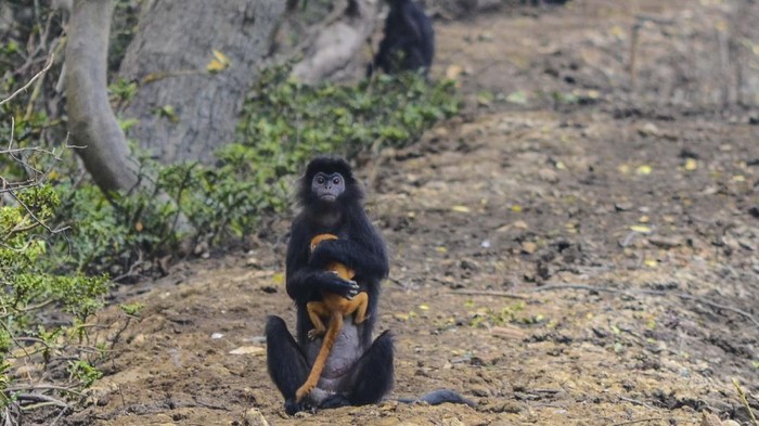 Seekor lutung jawa menggendong anaknya yang bulunya masih berwarna kuning keemasan di lokasi konservasi di kawasan Mangrove Muaragembong, Kabupaten Bekasi, Jawa Barat.