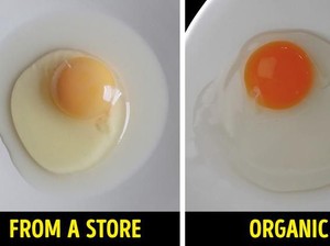 Ayam Panggang Mirip Kucing hingga Cara Mudah Cek Kualitas Makanan