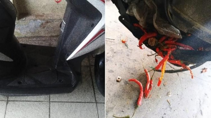tikus mencuri makanan