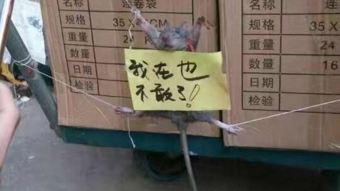 tikus mencuri makanan