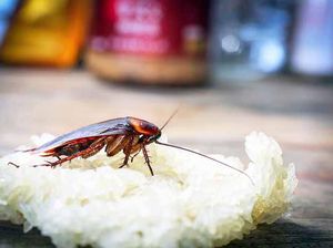 5 Tanaman Ini Bisa Usir Kecoa dari Rumah