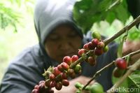  Sejarah  Kopi  di Indonesia Dibawa Belanda dari Malabar 