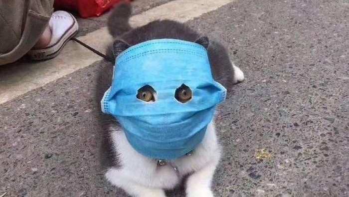 kucing bermasker