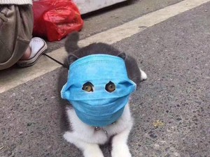 Walah! Saking Khawatir Terinfeksi Corona, Kucing pun Pakai Masker