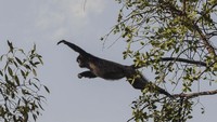 Daman bilang waktu yang tepat untuk melihat lutung Jawa itu pada siang hari. (ANTARA FOTO/Fakhri Hermansyah)