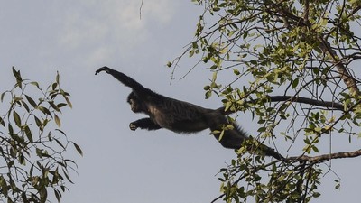 Nasib Kawasan Konservasi Lutung Jawa di Muaragembong