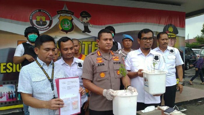 Ditangkap karena Tanam Ganja, Pria Ini Sudah 20 Kali Eksperimen