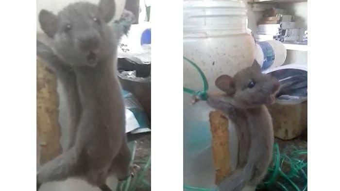 tikus mencuri makanan