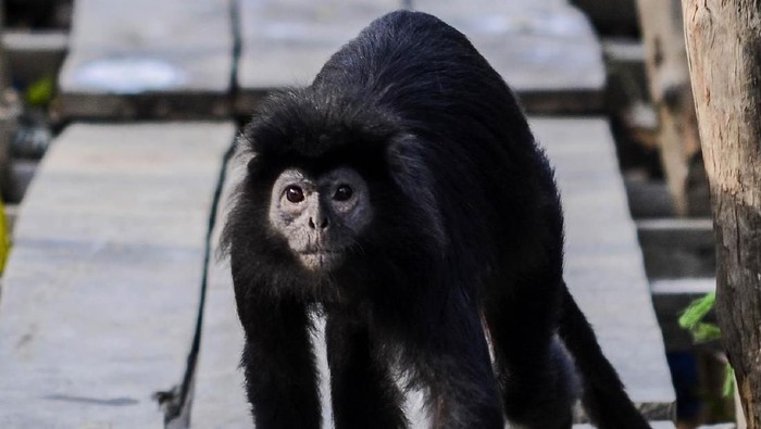 Wilayah Muaragembong seluas 11 ribu hektare, sebelumnya telah ditetapkan sebagai kawasan hutan lindung, namun berdasarkan Surat Keputusan Menteri Lingkungan Hidup nomor 475 Tahun 2005, separuh kawasan yang berada di paling ujung Kabupaten Bekasi tersebut dibuka untuk hutan produksi. Semakin menyusutnya wilayah kawasan konservasi Muaragembong menjadi ancaman terbesar karena banyaknya pembukaan lahan untuk dijadikan tambak hingga mendekati pinggir pantai.