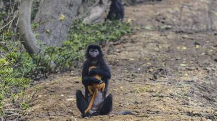 Lutung Jawa di kawasan konservasi Muaragembong, Bekasi
