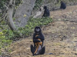 Nasib Lutung Jawa di Muaragembong: Kurang Makan, Diincar Pemburu