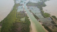 Sayangnya, habitat lutung Jawa itu kian sempit. Imbasnya, tempat mencari mencari makan juga makin sempit. (ANTARA FOTO/Fakhri Hermansyah)