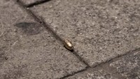 Tampak peluru yang dipakai pelaku tergeletak di jalan. Andreas Arnold/dpa via AP.