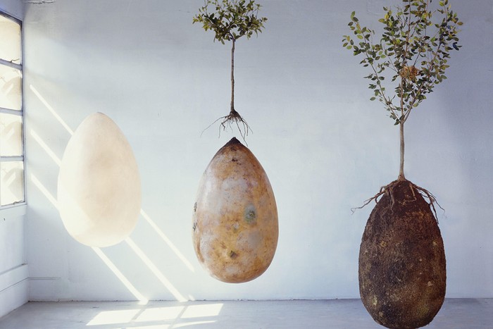Capsula Mundi capsula mundi