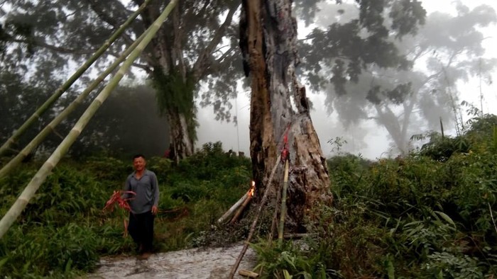 pohon tua terbakar | USS Feed