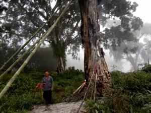 Heboh Pohon Tua di Makam Pemalang yang Tetiba Terkobar Api