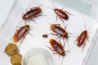 Ada Kecoa Besar di Dapurnya, Pria Ini Pasang Iklan di Internet
