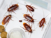 Parah! Demi Makanan Gratis, Orang-orang Ini Rela Taruh Kecoak ke Makanan