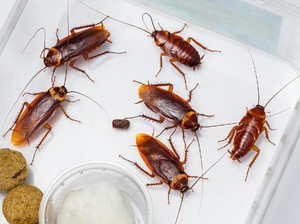Parah! Demi Makanan Gratis, Orang-orang Ini Rela Taruh Kecoak ke Makanan