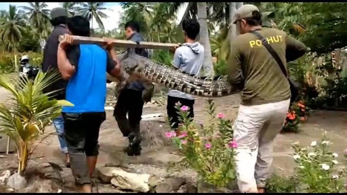 Seekor buaya sungai berukuran empat meter menggegerkan warga di Kabupaten Mamuju Tengah (Mateng), Sulawesi Barat. Buaya yang meresahkan itu akhirnya ditangkap warga.