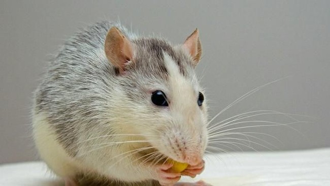 Terekam Kamera! 5 Aksi Menjijikkan Tikus Mencuri Makanan