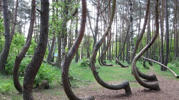 Hutan di Polandia ini memiliki lebih dari 400 pohon pinus dengan bentuk bengkok. Masih misteri soal siapa yang menanam, alasannya, serta bagaimana tumbuhan itu bisa berbentuk aneh. Foto: Wikimedia.org