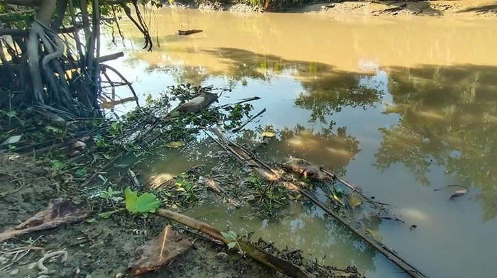 babi di sungai desa tanjung mulia, batu bara