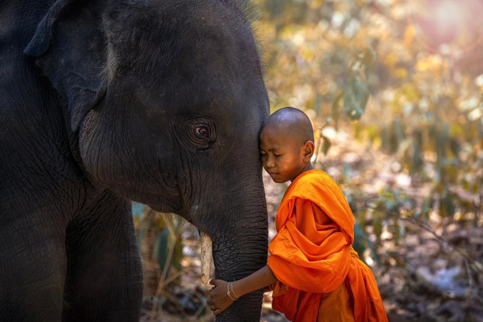 Novices or monks hug elephants. Novice Thai standing and big elephant with forest background. , Tha Tum District, Surin, Thailand.