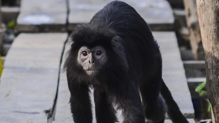 Seekor lutung jawa menggendong anaknya yang bulunya masih berwarna kuning keemasan di lokasi konservasi di kawasan Mangrove Muaragembong, Kabupaten Bekasi, Jawa Barat.